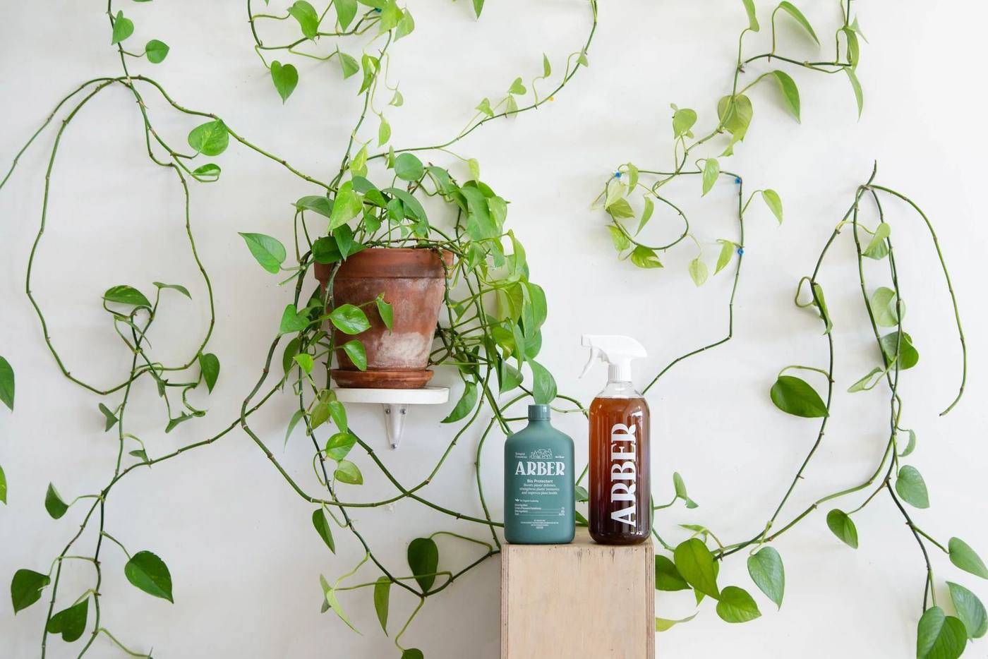 Arber Campaigns — image